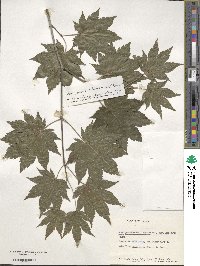 Acer pseudosieboldianum image