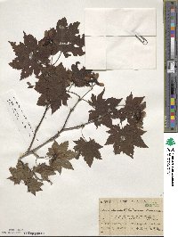 Acer pseudosieboldianum image