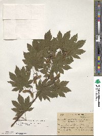 Acer pseudosieboldianum image