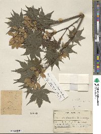 Acer pseudosieboldianum image