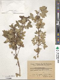 Acer pentapomicum image