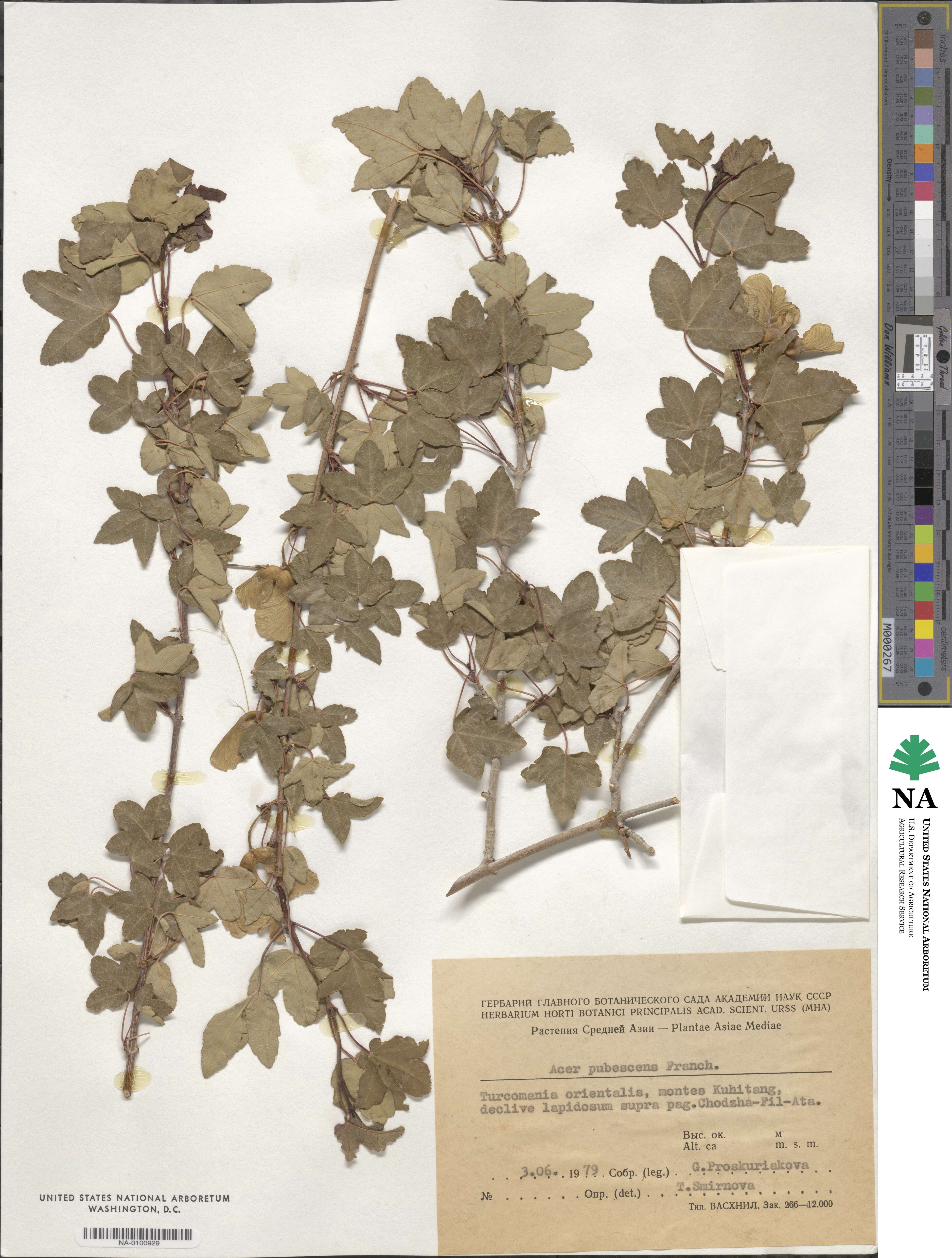 Acer pentapomicum image