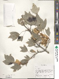 Acer pentapomicum image