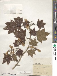 Acer robustum image