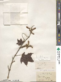 Acer robustum image