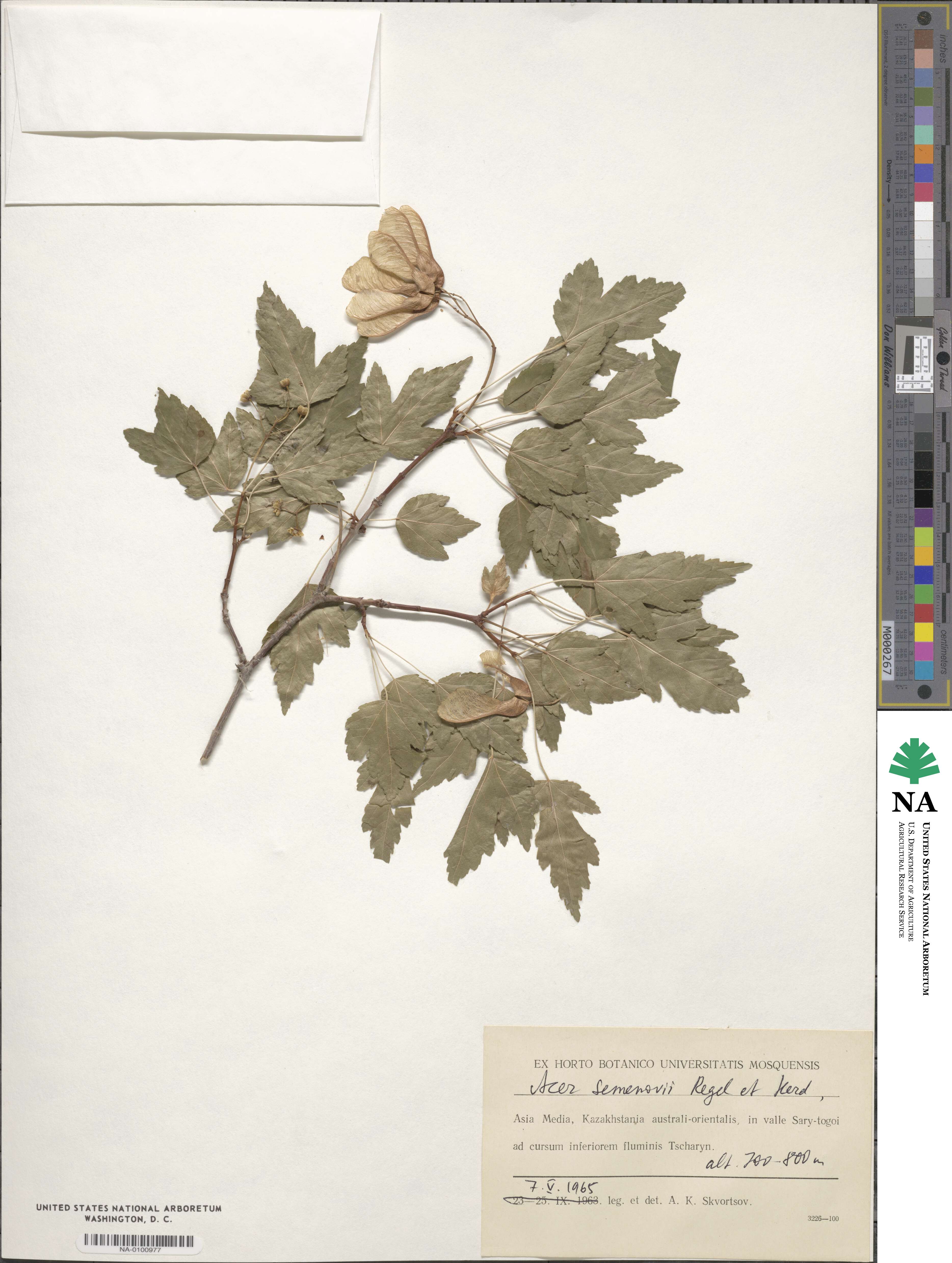 Acer tataricum subsp. semenovii image