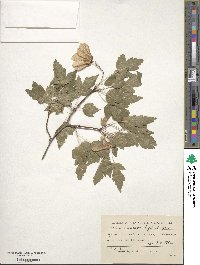 Acer tataricum image