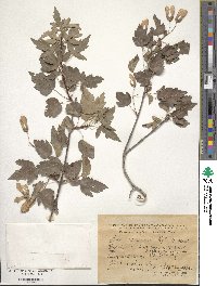 Acer tataricum subsp. semenovii image