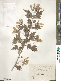 Acer tataricum subsp. semenovii image