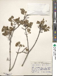 Acer tataricum subsp. semenovii image