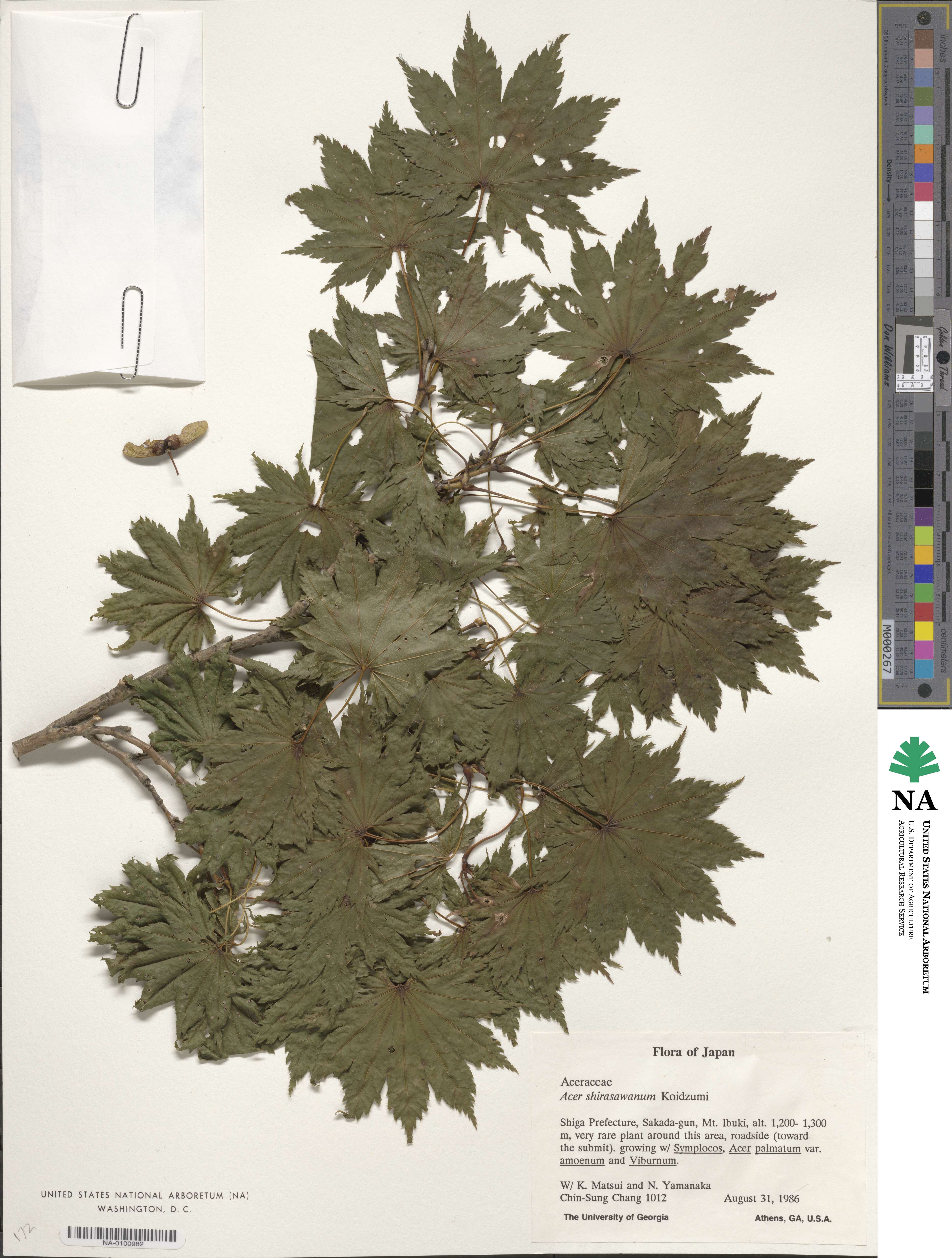 Acer shirasawanum image