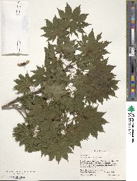 Acer shirasawanum image