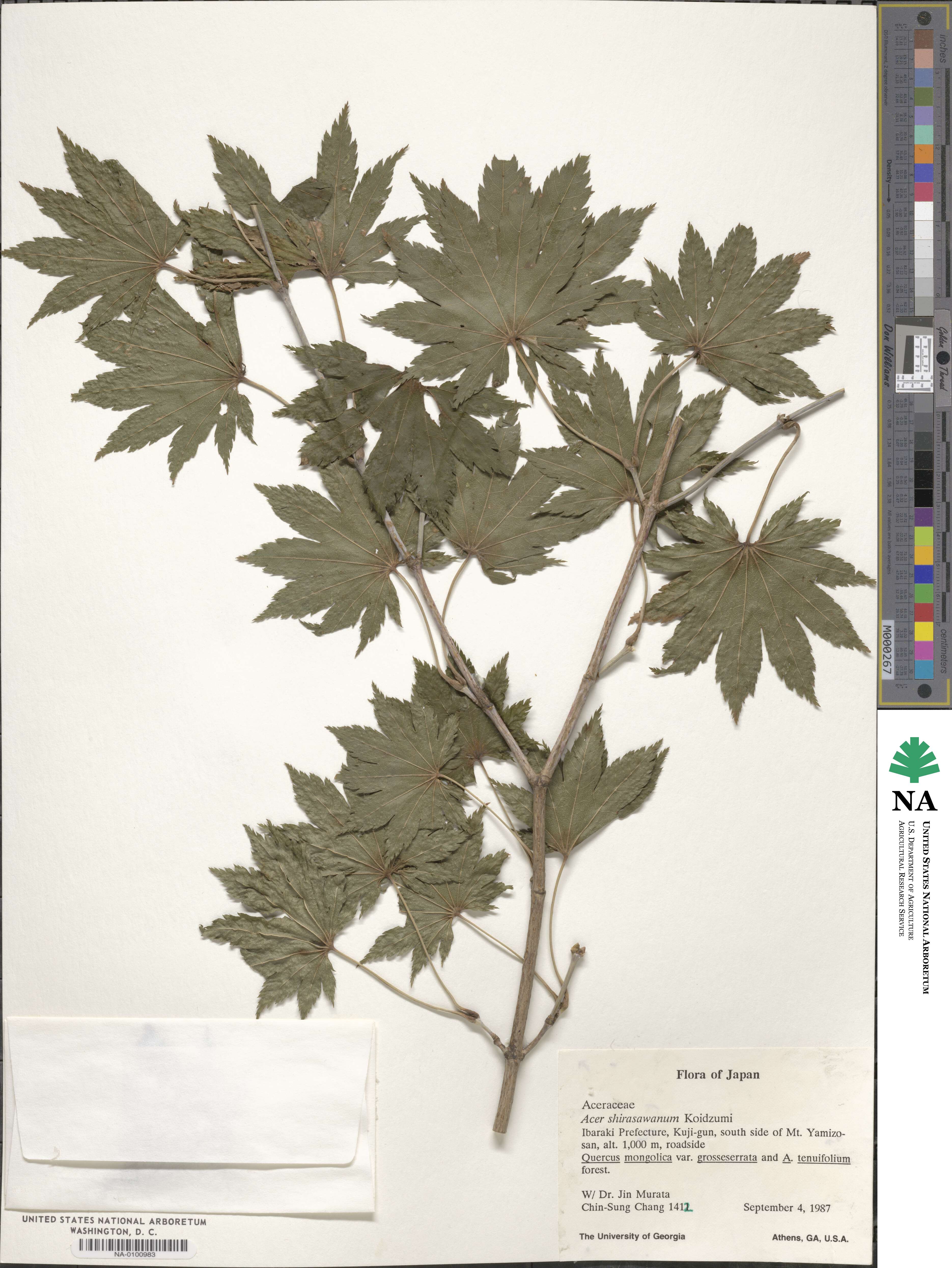 Acer shirasawanum image