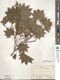 Acer shirasawanum image