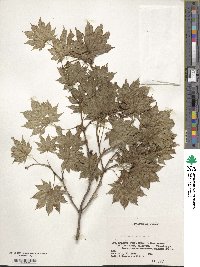 Acer shirasawanum image