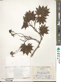 Acer shirasawanum image