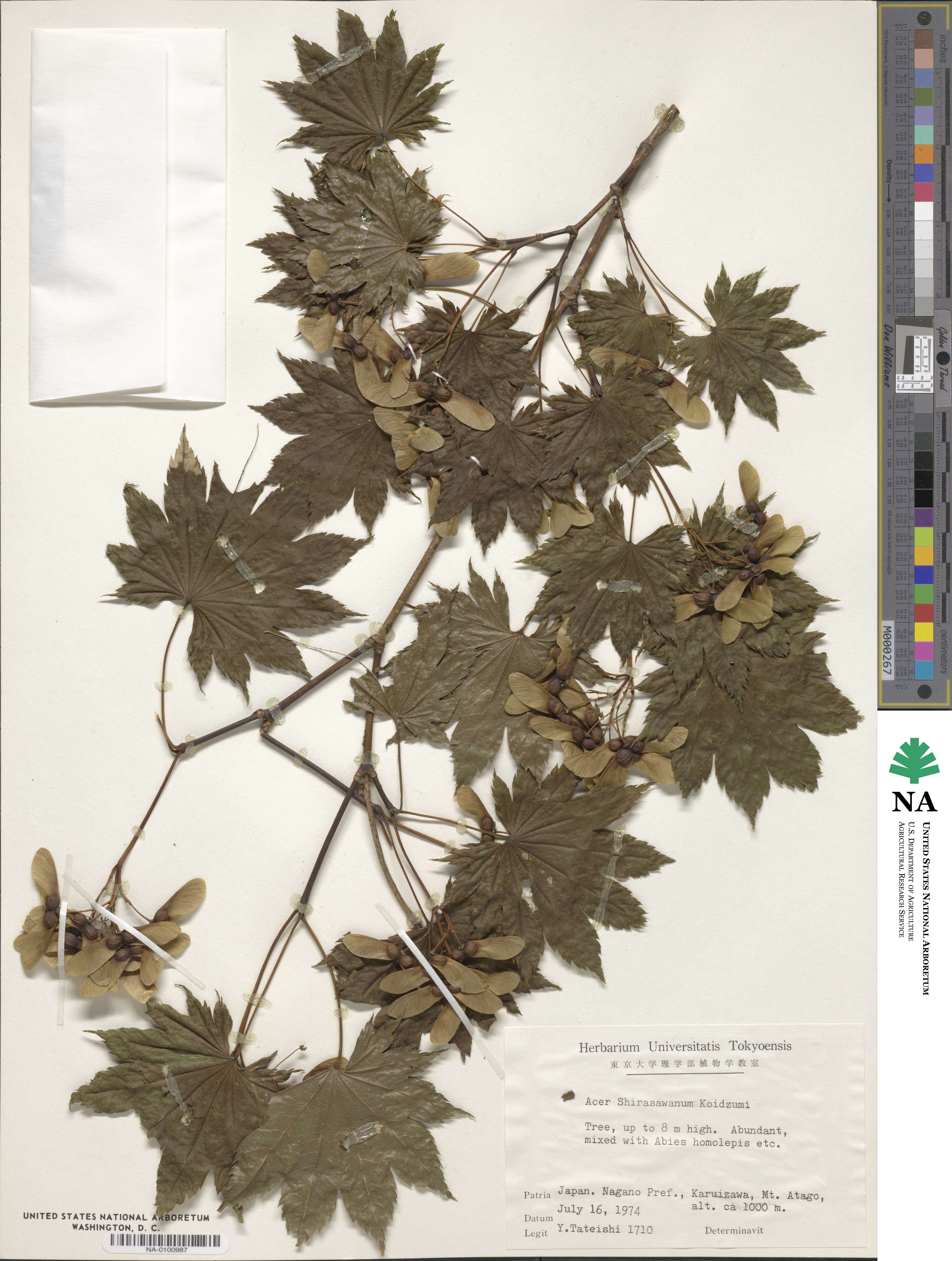 Acer shirasawanum image