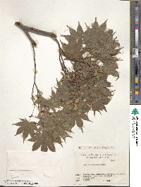 Acer shirasawanum image