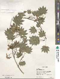 Acer sieboldianum image