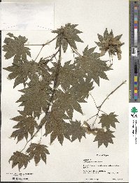 Acer sieboldianum image