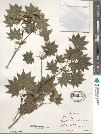 Acer sieboldianum image