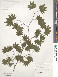 Acer sieboldianum image