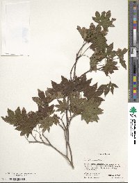 Acer sieboldianum image