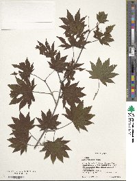 Acer sieboldianum image