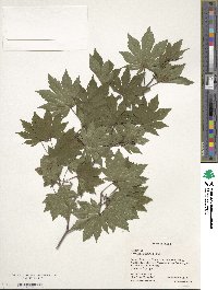 Acer sieboldianum image