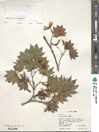 Acer sieboldianum image