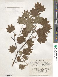 Acer sieboldianum image