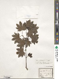 Acer sieboldianum image