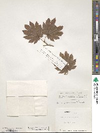 Acer sieboldianum image