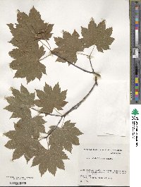 Acer sieboldianum image