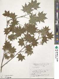 Acer sieboldianum image