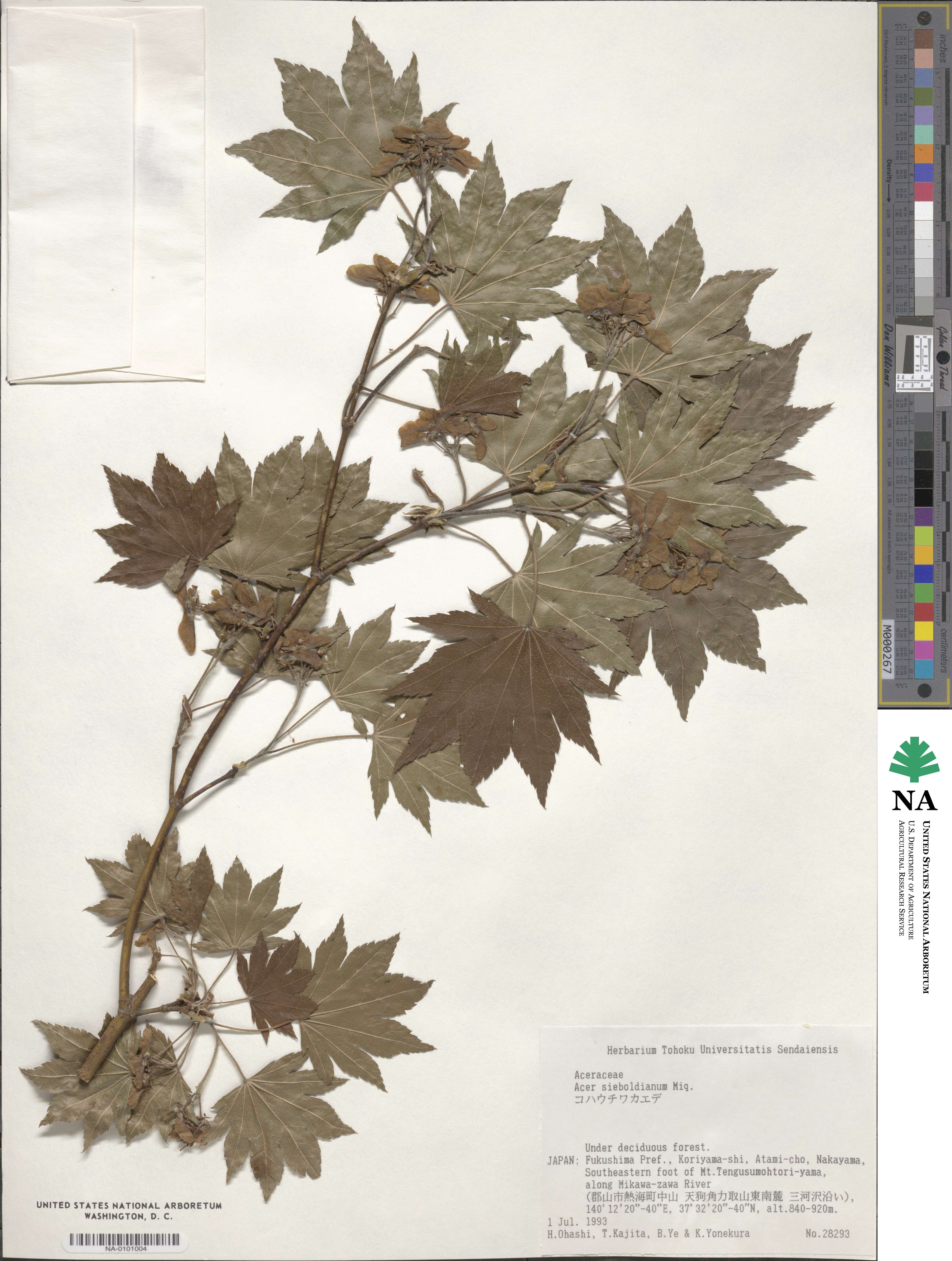 Acer sieboldianum image