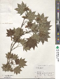 Acer sieboldianum image