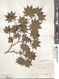 Acer sieboldianum image