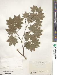 Acer sieboldianum image