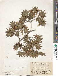 Acer sieboldianum image