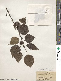 Acer stachyophyllum image