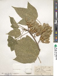 Acer villosum image