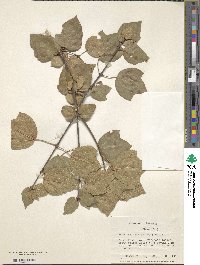 Acer obtusifolium image