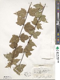 Acer obtusifolium image