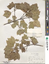 Acer obtusifolium image