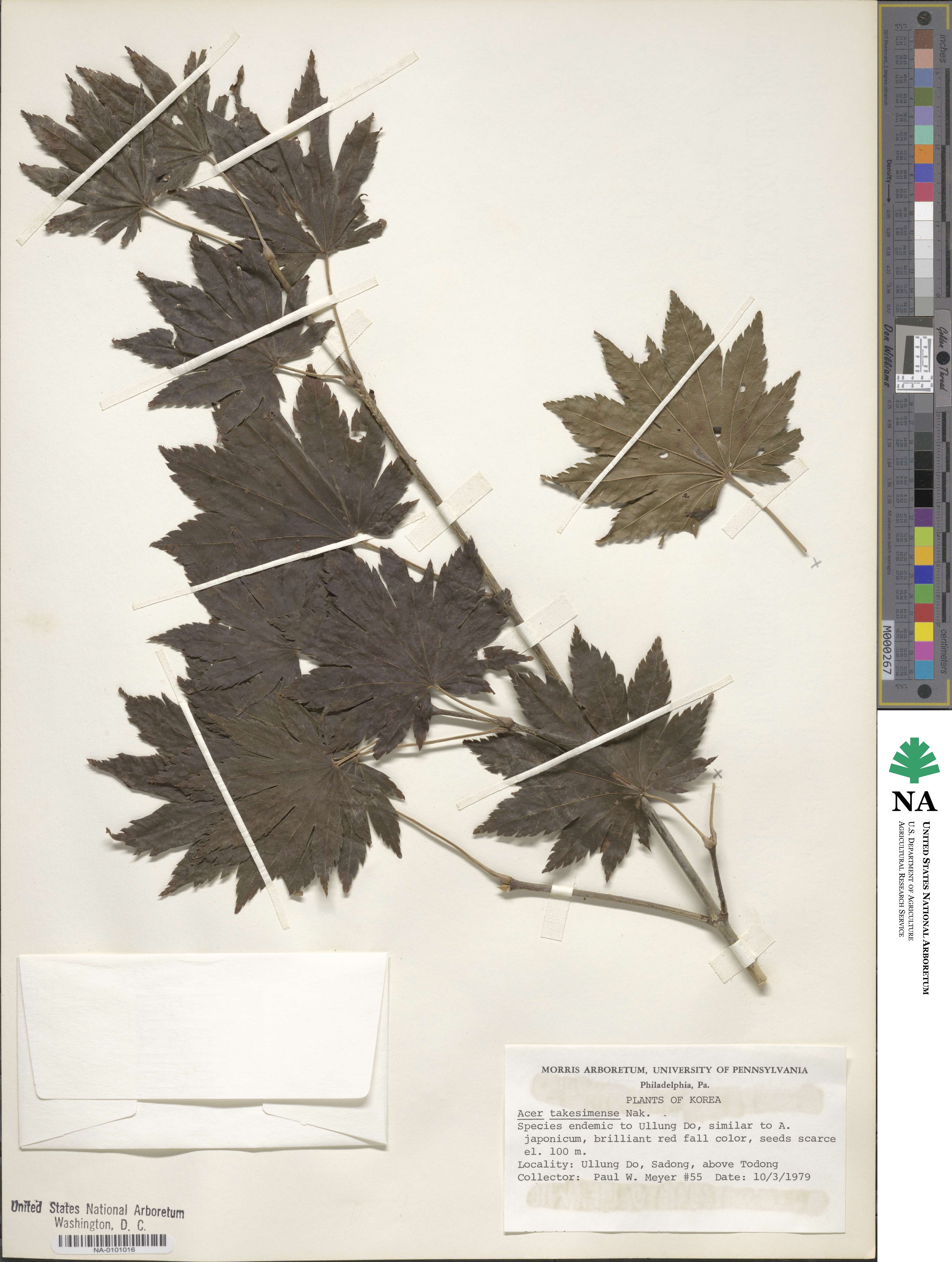 Acer pseudosieboldianum image