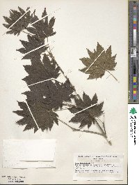 Acer pseudosieboldianum image