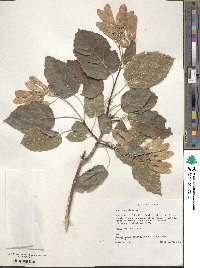 Acer tataricum image