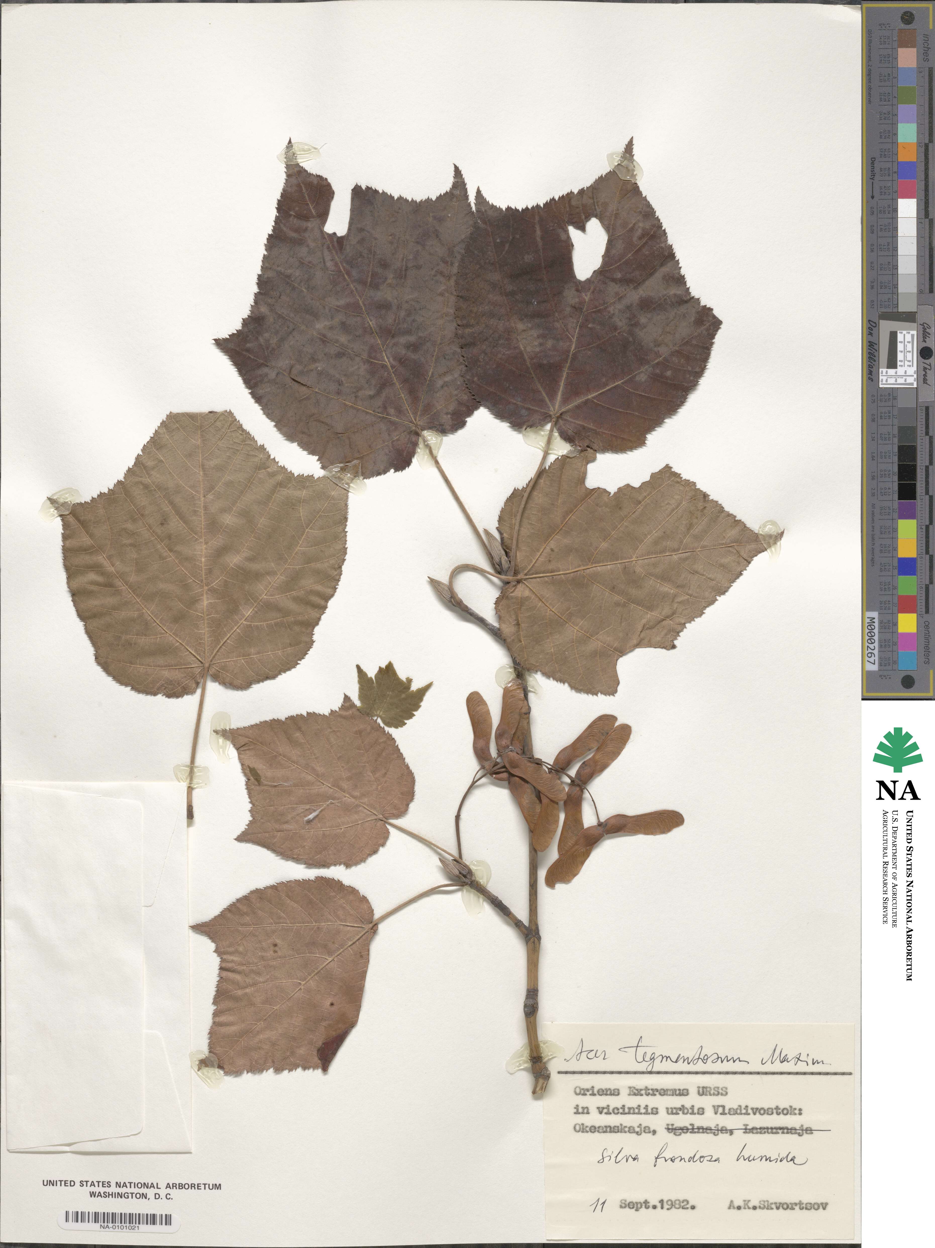 Acer tegmentosum image