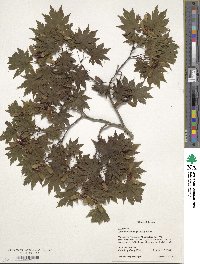 Acer shirasawanum image